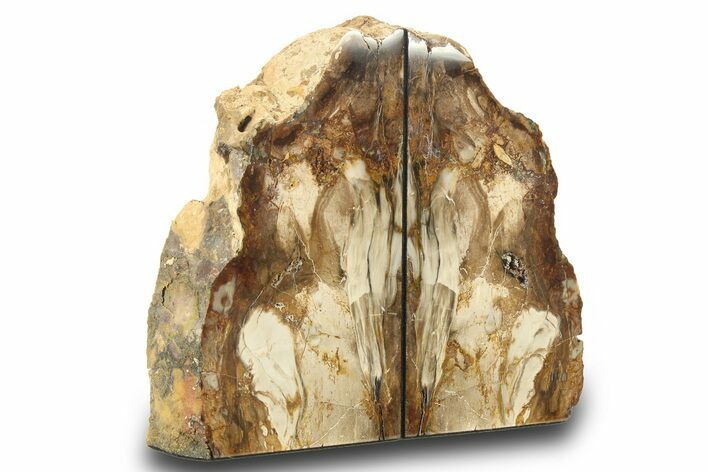 Tall, Colorful Petrified Wood Bookends - Adventitious Roots! #271393